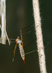 A large mosquito on a fluffed rope