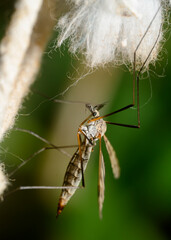 A large mosquito on a fluffed rope