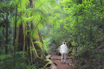 A young blonde female tourist explores the tropical rainforest walking trail at Curtis Falls in Mount Tamborine, Queensland, Australia.