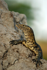 Nile Monitor Lizard Zimbabwe