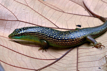 olive tree skink on a dried leaf