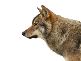 gray wolf portrait isolated on white background