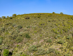 Trees in the valley