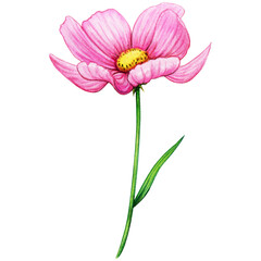 Watercolor pink cosmos flower