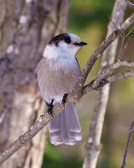Gray Jay Photo and Image. Close-up profile view perched on tree branch with a blur forest background in its environment and habitat surrounding, displaying grey feather plumage wings and tail.