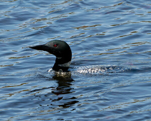 Common Loon Photo and Image.  Loon in Wetland Image. Loon on Lake. Head shot close-up profile view swimming in the lake in its environment and habitatPicture. Portrait.