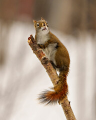 Naklejka na ściany i meble Squirrel Photo and Image. Close-up view climbing a twig and looking towards the sky with a white blur background in its environment and habitat surrounding.