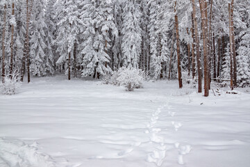 Beautiful winter landscape of pure white snow on trees in coniferous forest. Snowy weather conditions. Natural snowy texture background, fairy scene. Fir and pine wood sight, footprints on the ground.