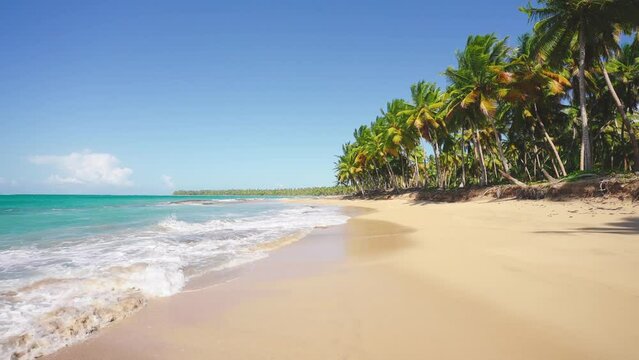 Tropical shore with palm trees hanging over the turquoise sea. Transparent waves on yellow sand. Paradise Beach on the Caribbean island of Barbados. Panoramic video of a beautiful landscape.