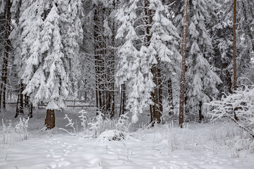 Beautiful winter landscape of pure white snow on trees in coniferous forest. Snowy weather conditions. Natural snowy texture background, fairy scene. Fir and pine wood sight, footprints on the ground.