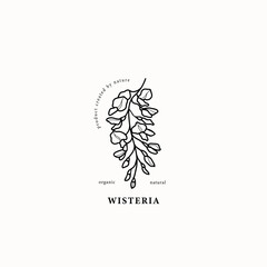 Line art wisteria branch illustration	