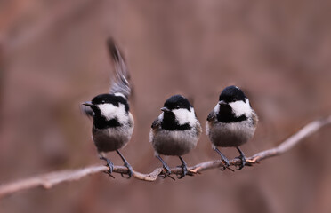 A trio of Coal tits on a branch of a herbaceous plant...