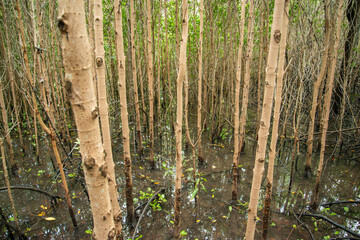 THAILAND PRACHUAP HUA HIN PRANBURI MANGROVES