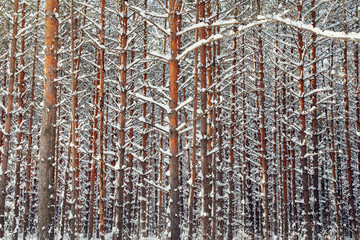 pine forest covered with snow on sunny winter day