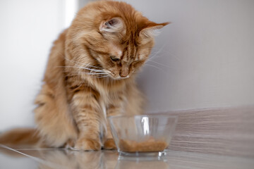 Maine coon cat and bowl of food. A ginger maine coon cat sits on the floor next to his bowl of food. cat looks at food in a bowl. Balanced food for cats. Selective focus