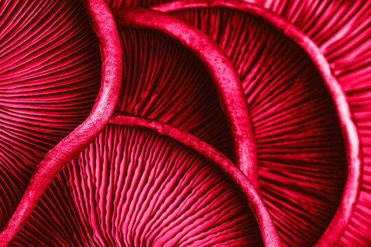 textured background mushrooms close-up, macro photo with selective focus the colors of 2023 Viva Magenta