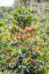 Coffea arabica