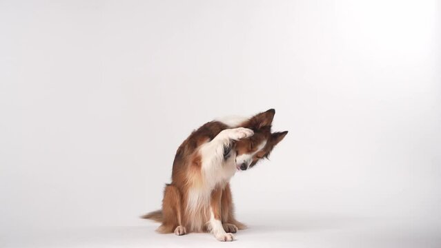 funny dog on a light background. Happy border collie in studio playing, waving its paws, following commands