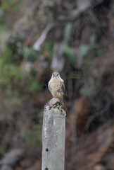 American kestrel