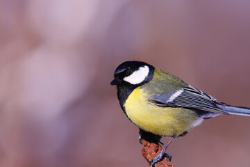 It's cold... A ruffled big tit sits on a branch...