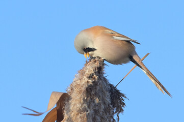 Bearded tit across the top of a reedbed. Panurus biarmicus
