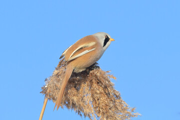Bearded tit across the top of a reedbed. Panurus biarmicus