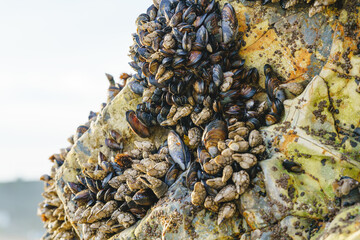 Goose barnacles, or stalked barnacles or gooseneck barnacles, are filter-feeding crustaceans attached to rocks at Avila Beach, California Central Coast