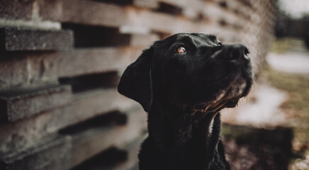 Schwarzer Hund - Labrador