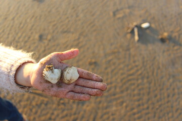 A little girl holding sea shells in her hand