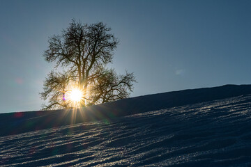 Tree with sun in winterlandscape