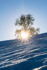 Tree with sun in winterlandscape