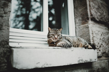 Kleine Katze