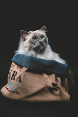 Kleine weiße Katze in einem Sack