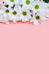 Fototapeta na wymiar vertical background: a bouquet of white daisies on pink background, copy space from below