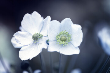 Piękne kwiaty zawilców japońskich. Pastelowe odcienie białych zawilców. Kompozycje w ogrodach z kwitnącymi kwiatami. Świeże kwiaty. Tematyka roślin.	