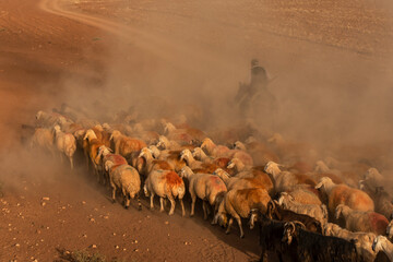 Shepherd and flock of sheep traveling on dusty roads
