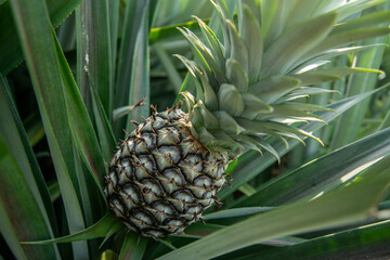 THAILAND PRACHUAP HUA HIN PINEAPPLE PLANTATION