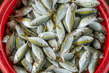 Fototapeta premium THAILAND PRACHUAP HUA HIN PAK NAM PRAN FISHING VILLAGE