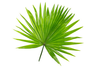 Green leaf of palm tree on transparent background - obrazy, fototapety, plakaty