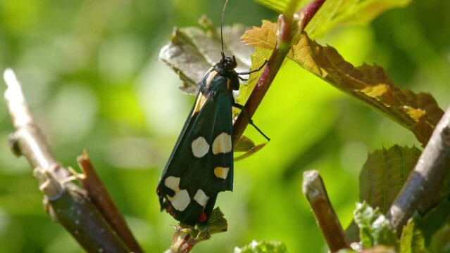 Scarlet Tiger moth on leaf