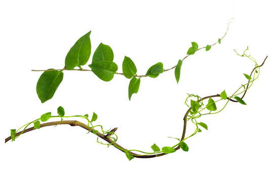 leaves isolated on transparent background