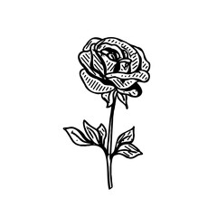 Black and white sketch of a rose with transparent background