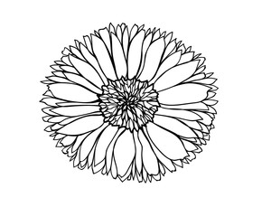 Calendula. Graphic illustration of a flower for design, cosmetics, textiles, wallpapers.