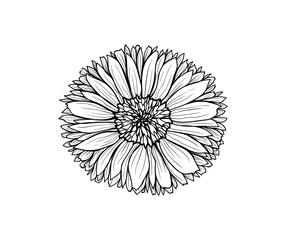 Calendula. Graphic illustration of a flower for design, cosmetics, textiles, wallpapers. Vector.