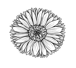 Calendula. Graphic illustration of a flower for design, cosmetics, textiles, wallpapers.