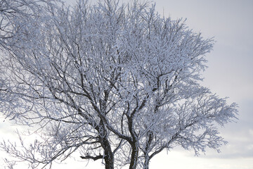 Fototapeta na wymiar snow covered tree and mountain landscape