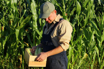 a farmer inspects a corn crop in his field. harvest on farm.