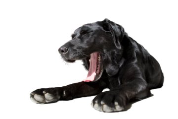 Tired black labrador dog yawning on white background. concept of tired animal.