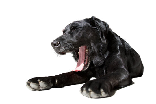 Tired black labrador dog yawning on white background. concept of tired animal.