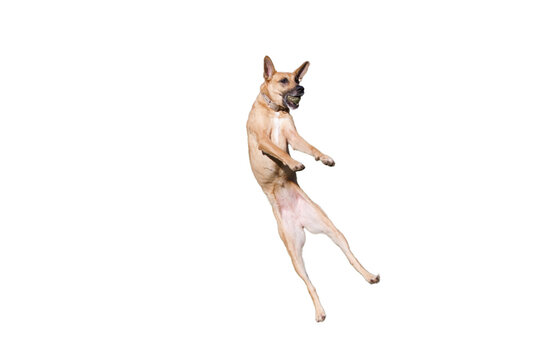 Funny Belgian shepherd dog standing on his hind legs on a white background with a ball in his mouth. Concept of a dancing dog.